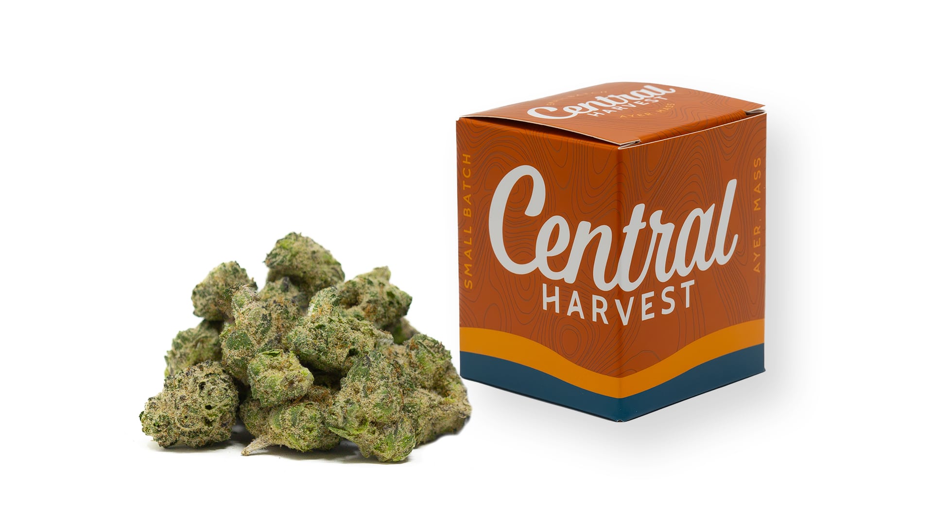 Buckin' Runtz an Indica Cannabis strain grown by Central Harvest