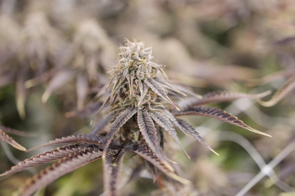 10th Planet is a Hybrid Cannabis Strain pictured in Week 13 of the Flowering stage.