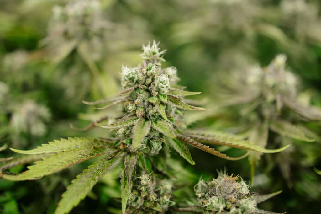 Chem Puff Hybrid Cannabis Strain in Week 13 of Flowering. Grown by Central Harvest