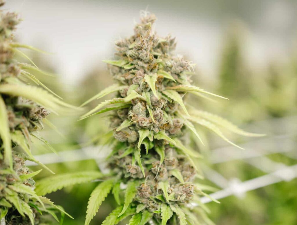DCM Diesel is a Sativa Cannabis strain. Pictured here in week 12 of Flowering.