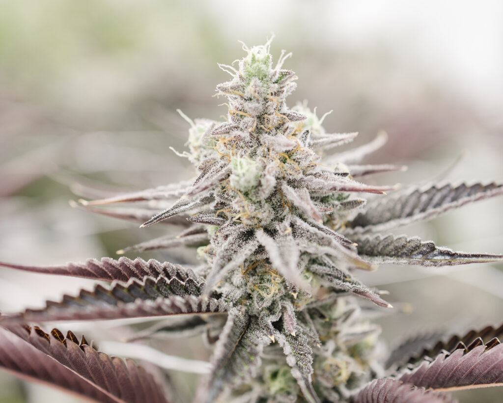 Dirty Bird is an Indica Cannabis strain grown by Central Harvest in Week 12 of Flowering.