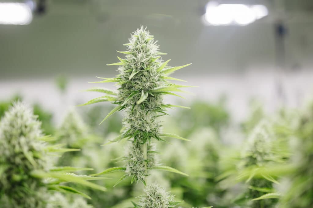 Humboldt Sour Diesel Sativa Central Harvest Cannabis Strain during Week 11 of the flowering stage.