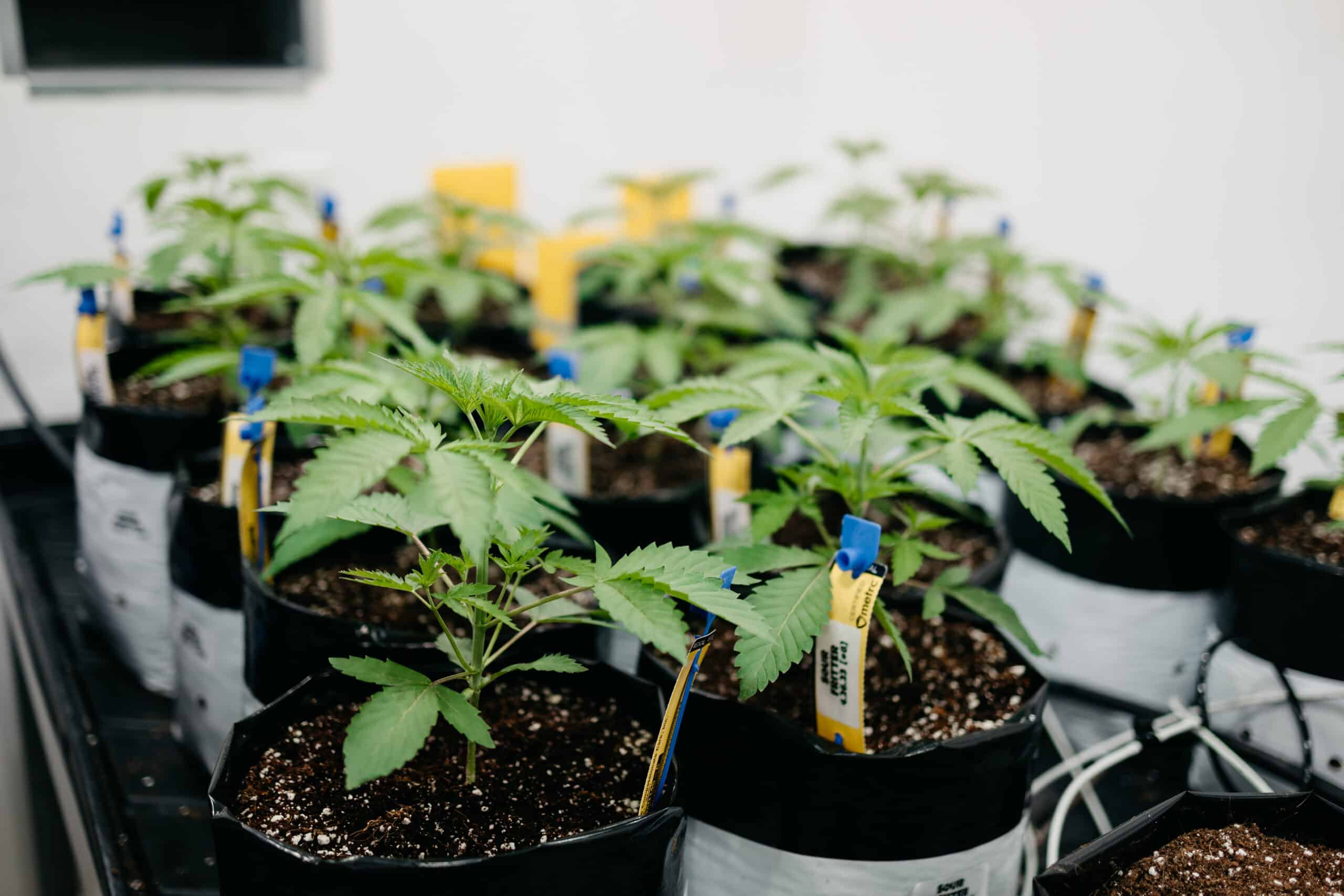 Sour Fritter Sativa Cannabis Strain pictured here in Week 3 of the Vegetative stage at Central Harvest.