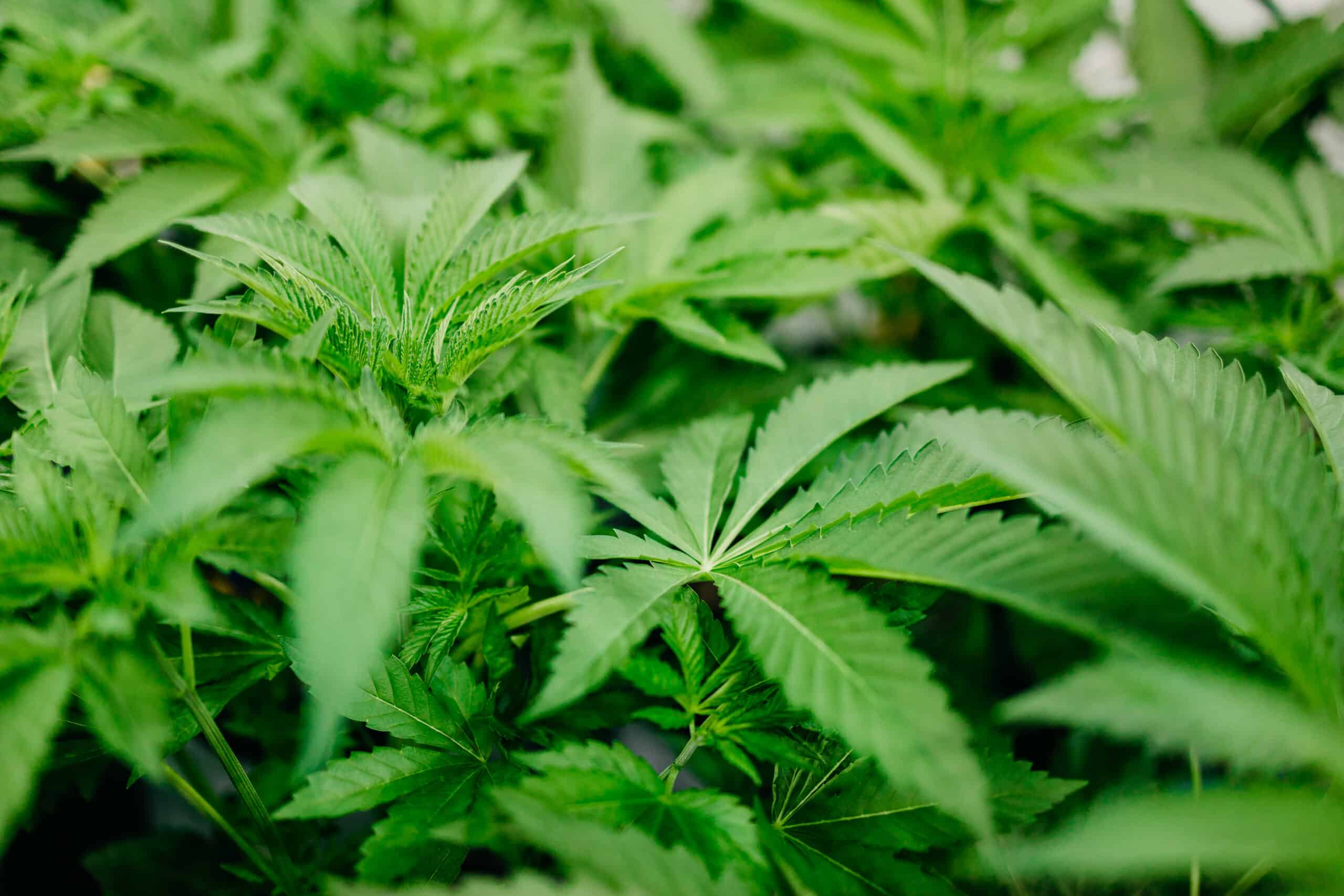 Sour Fritter Sativa Cannabis Strain pictured here in Week 5 of the Vegetative stage at Central Harvest.