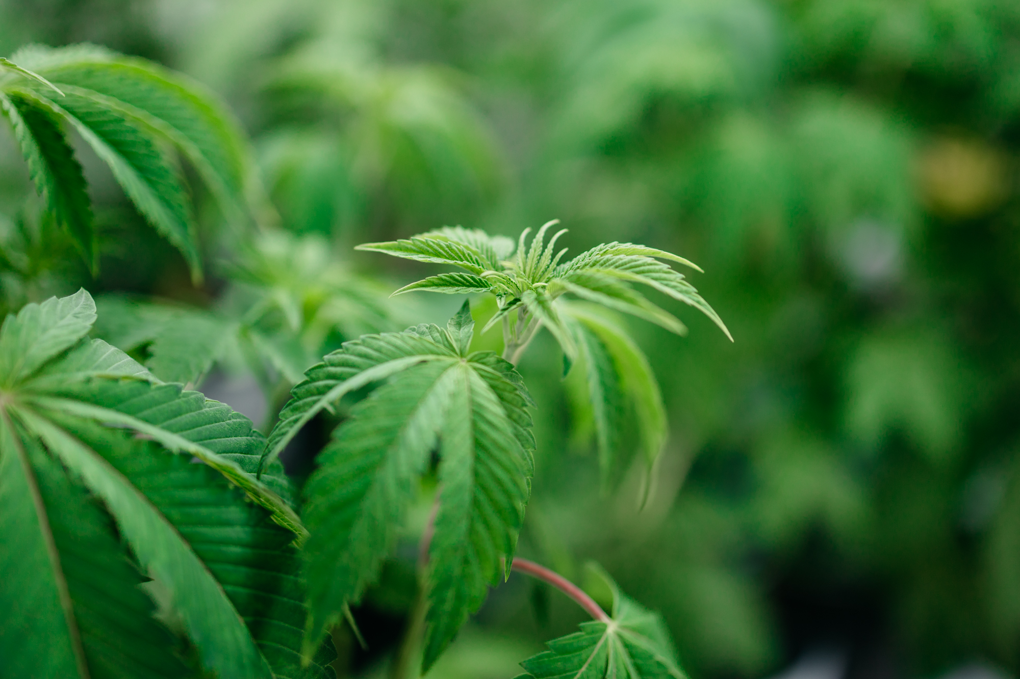 Sour Fritter Sativa Cannabis Strain pictured here in Week 6 transitioning from the Vegetative stage to Flowering at Central Harvest.