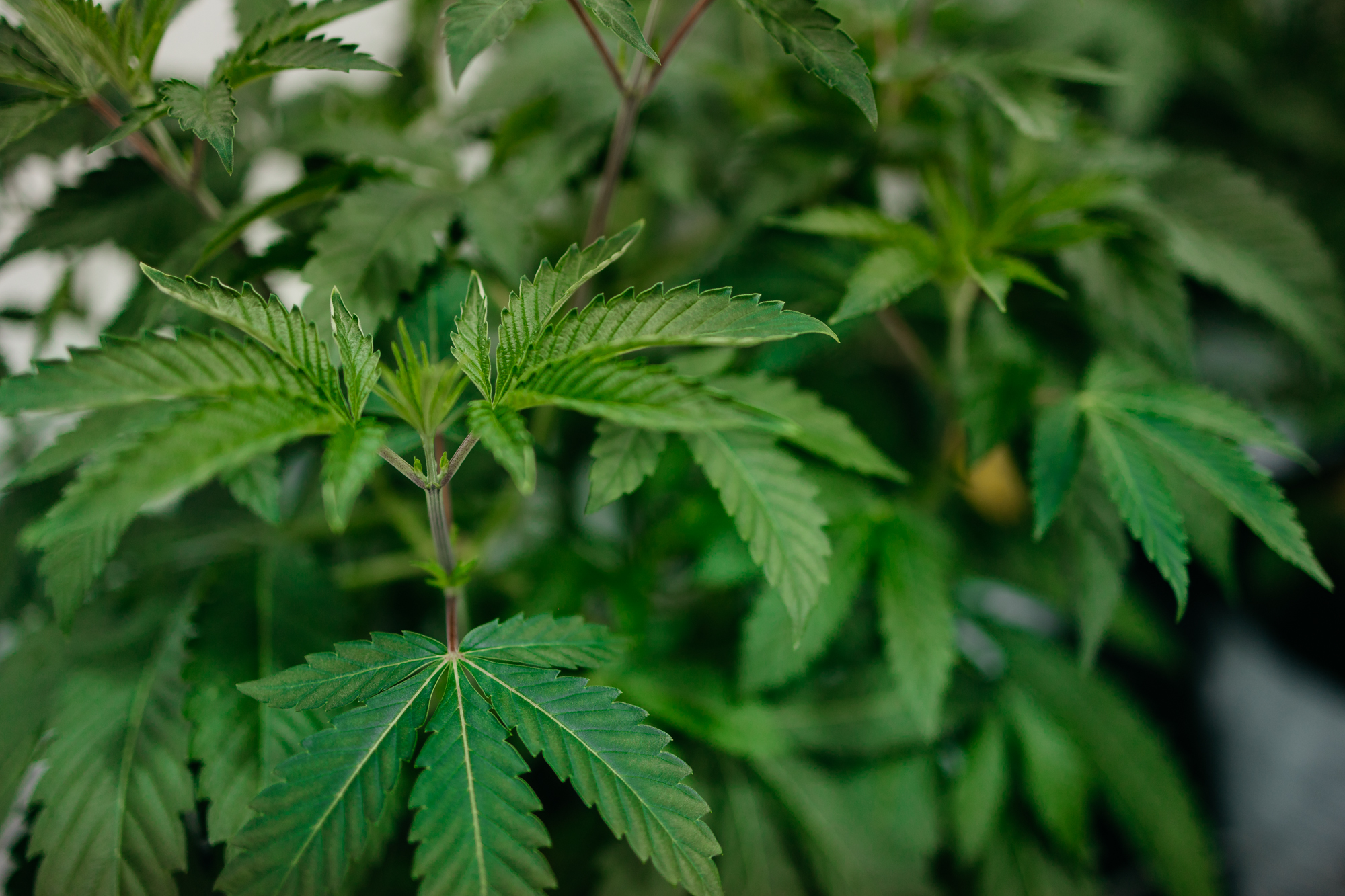 Sour Fritter Sativa Cannabis Strain pictured here in Week 6 of Flowering at Central Harvest.