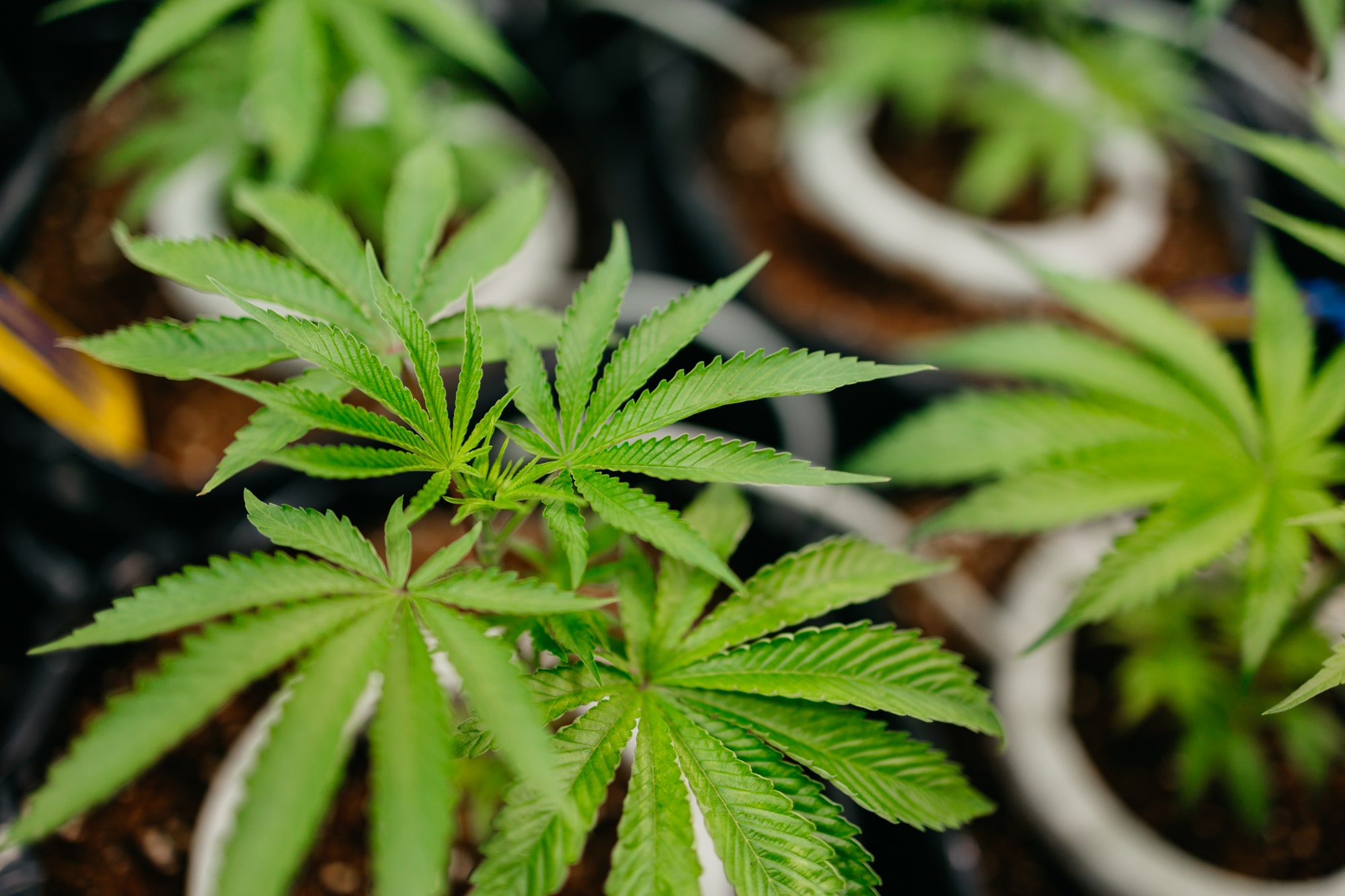 Sour Fritter Sativa Cannabis Strain pictured here in Week 4 of the Vegetative stage at Central Harvest.