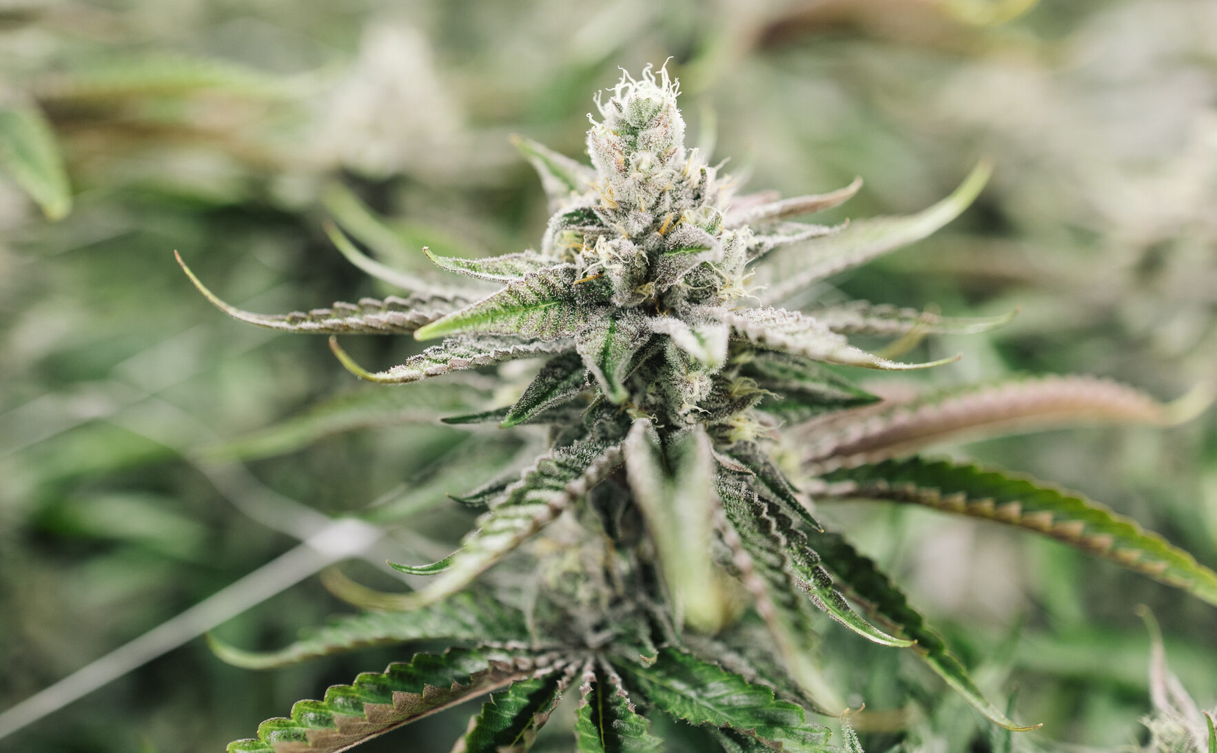 Too Cool is a Hybrid Cannabis Strain grown by Central Harvest, shown at week 12 of the flowering stage