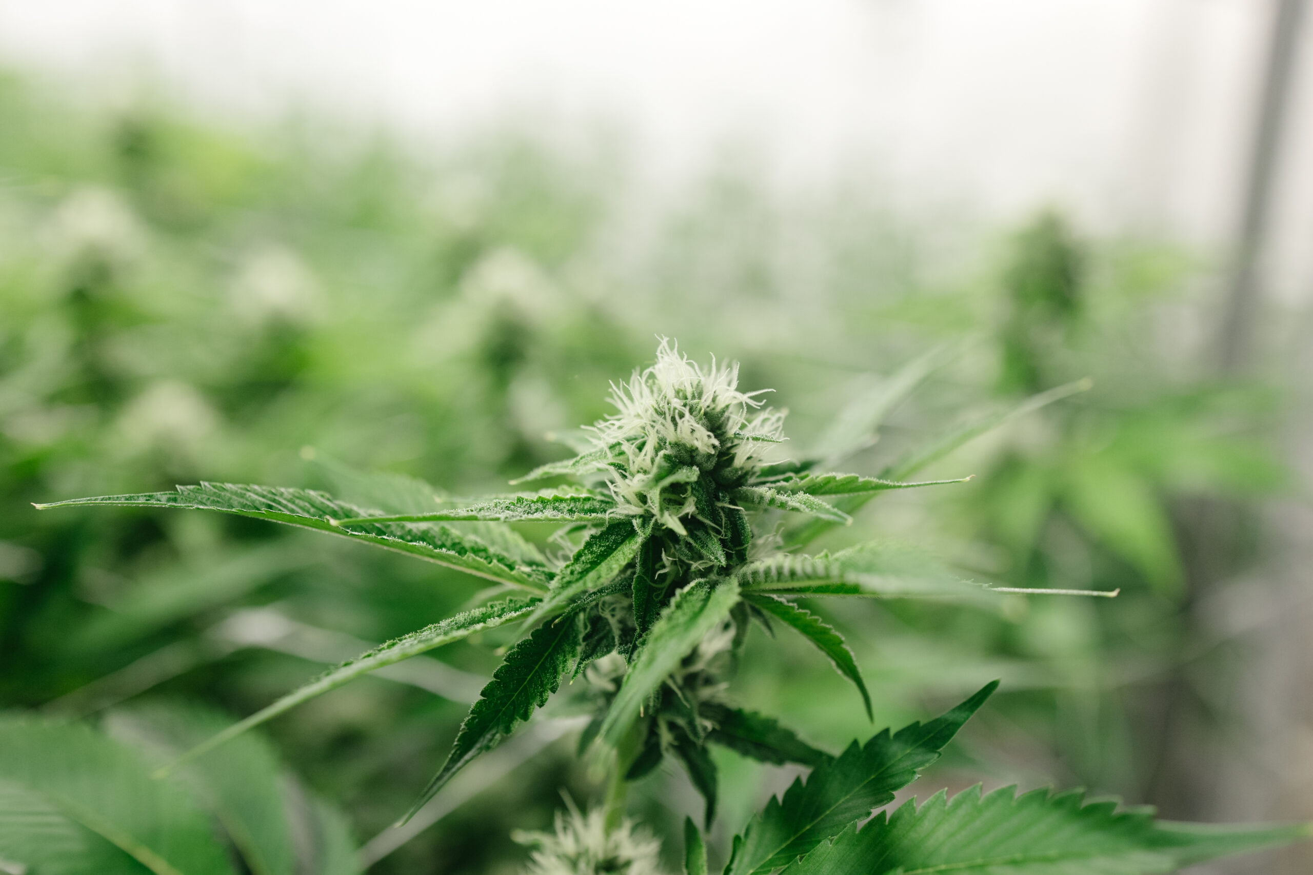 Cannabis and the Endocannabinoid System