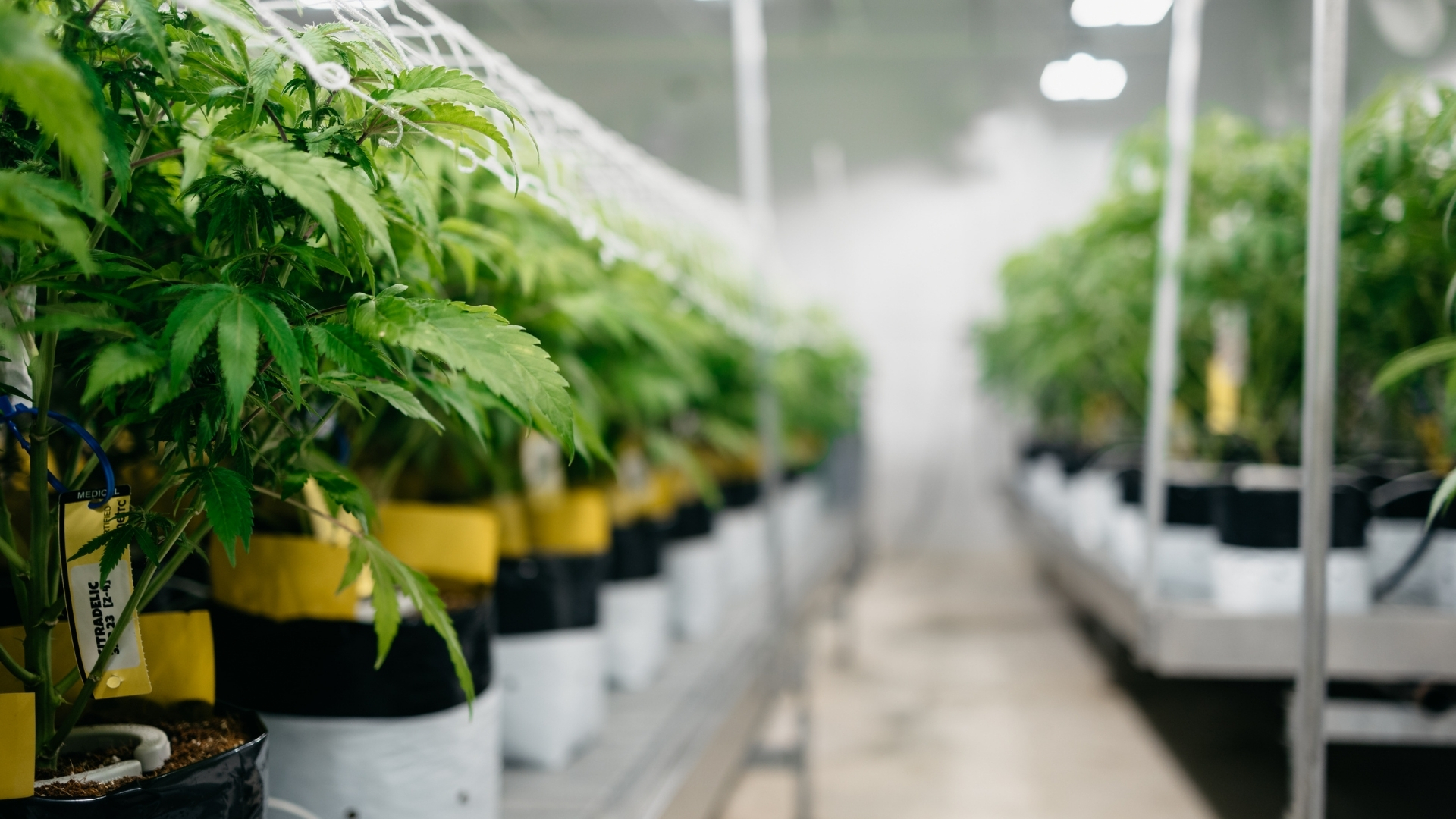 The Difference Between THC and TAC: Reading a Cannabis Label