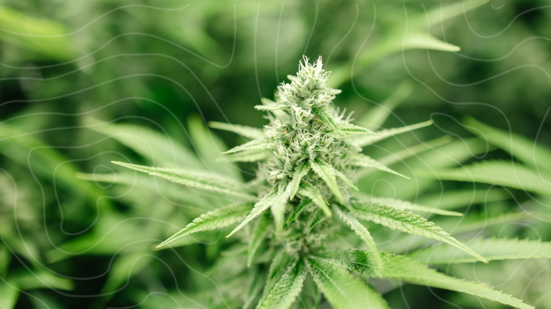 What is THC in Cannabis?