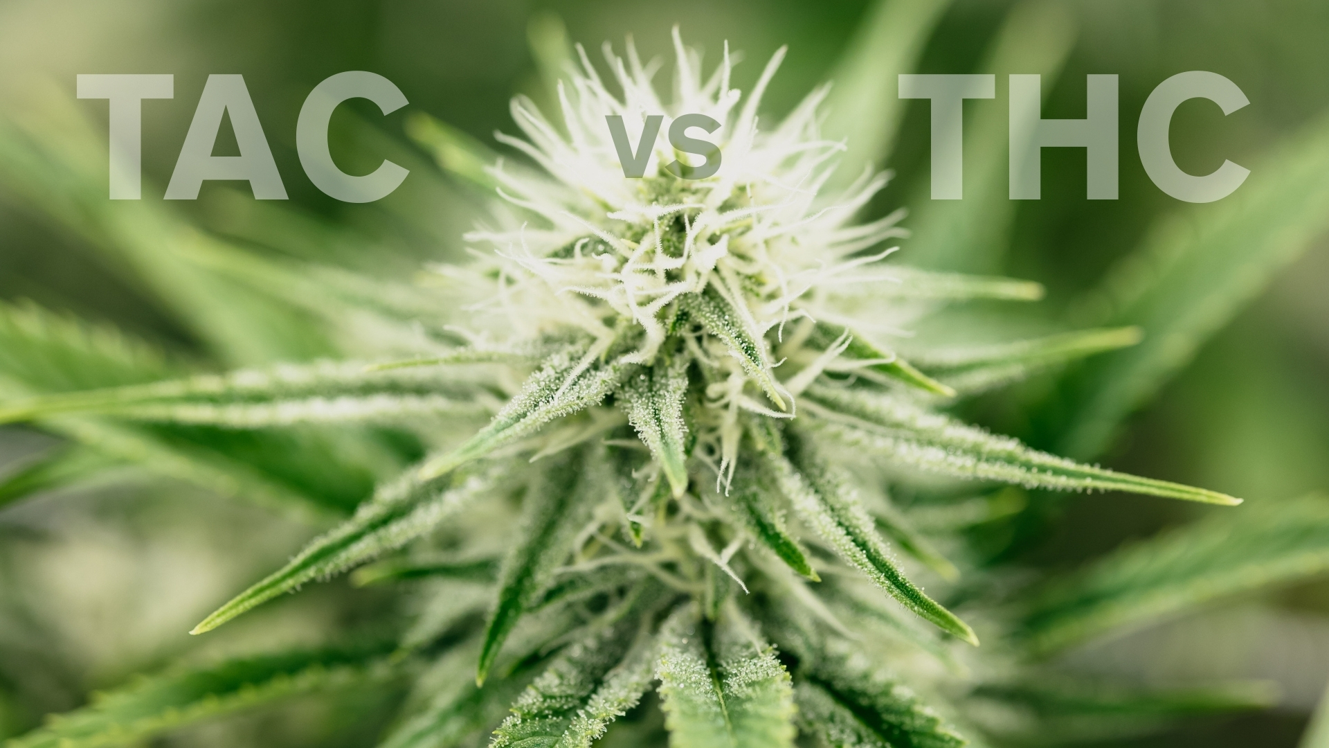 TAC vs THC reading a cannabis label