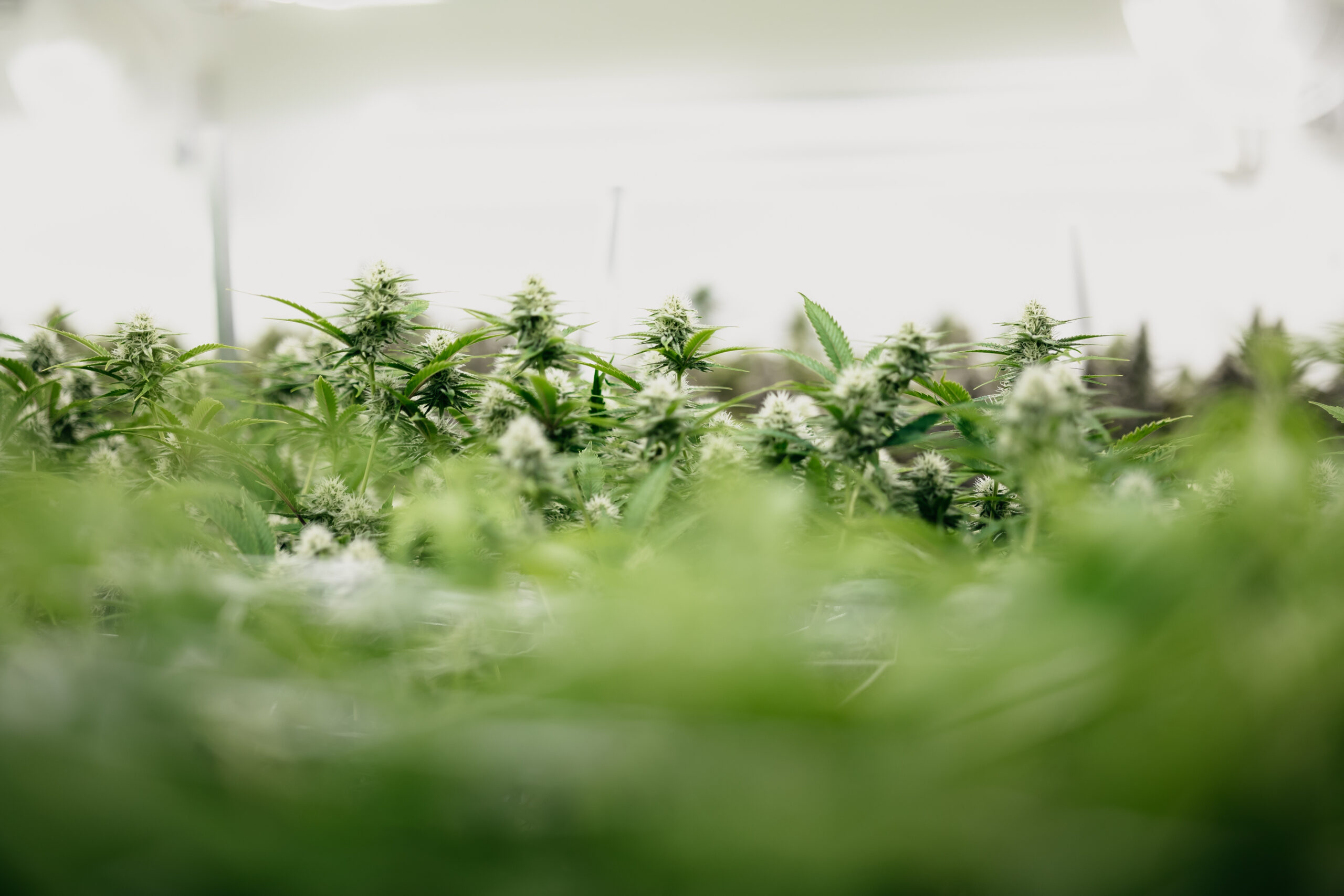 Indica vs. Sativa for medical use