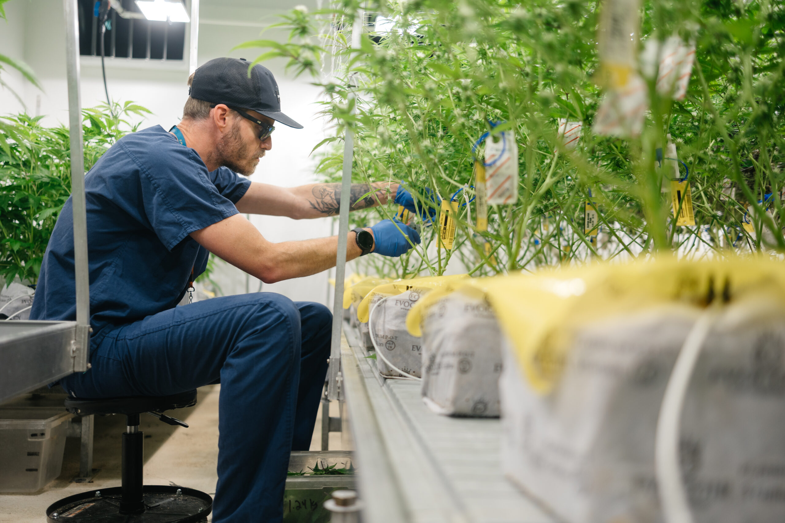 Cannabis Plant Pruning and Defoliation