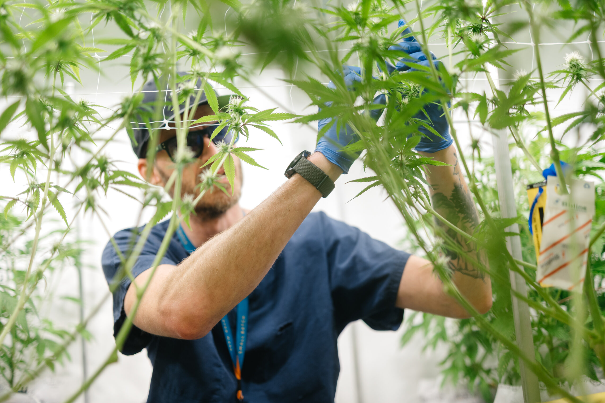 Central Harvest Small-Batch Cannabis Cultivation