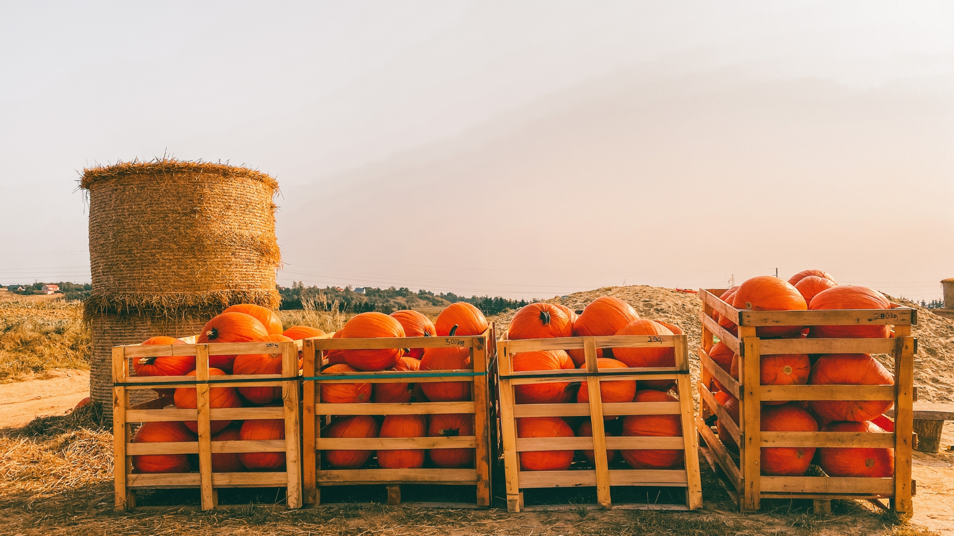 Farm Fall Festival