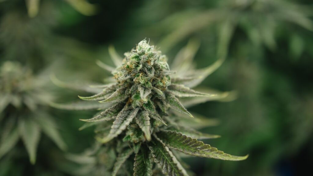 What is cannabis flower