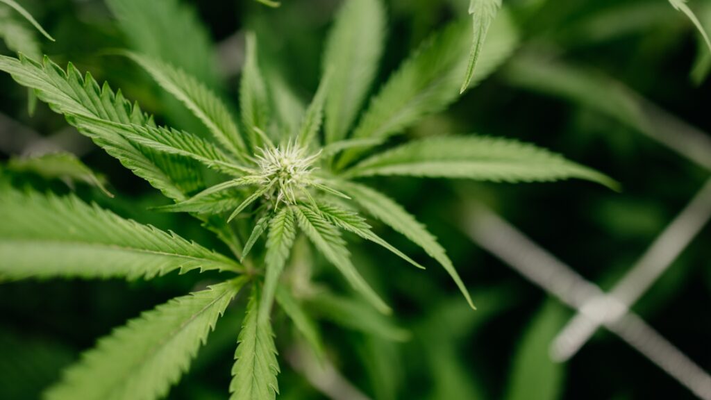 flower vs concentrates: how do they compare