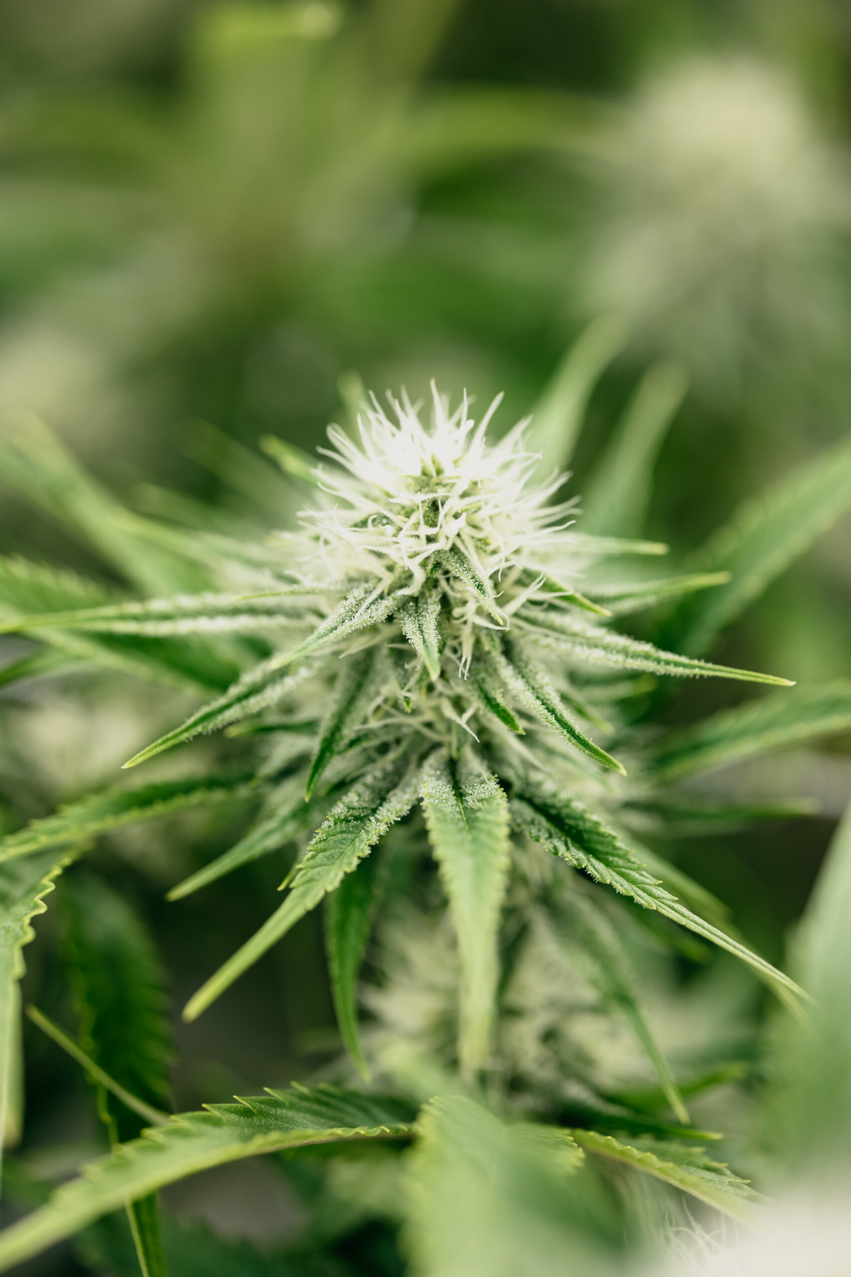 Indica vs Sativa vs Hybrid cannabis