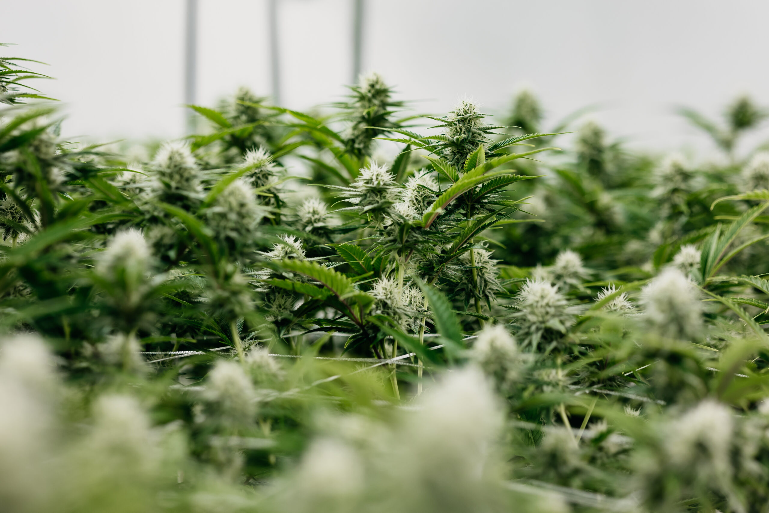 Central harvest Clean and Consistent Indoor-Grown Cannabis