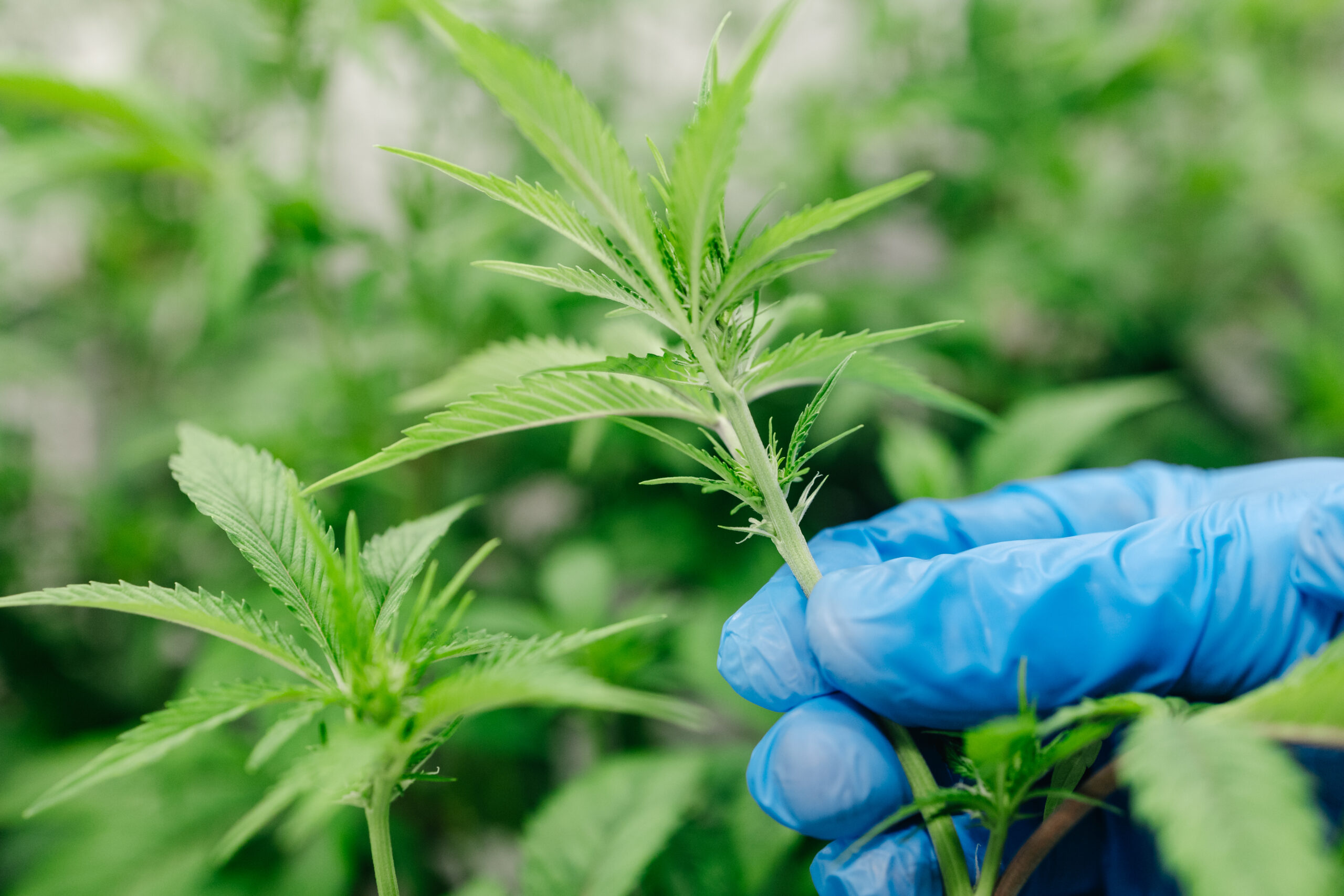 Central Harvest cannabis Plant Anatomy