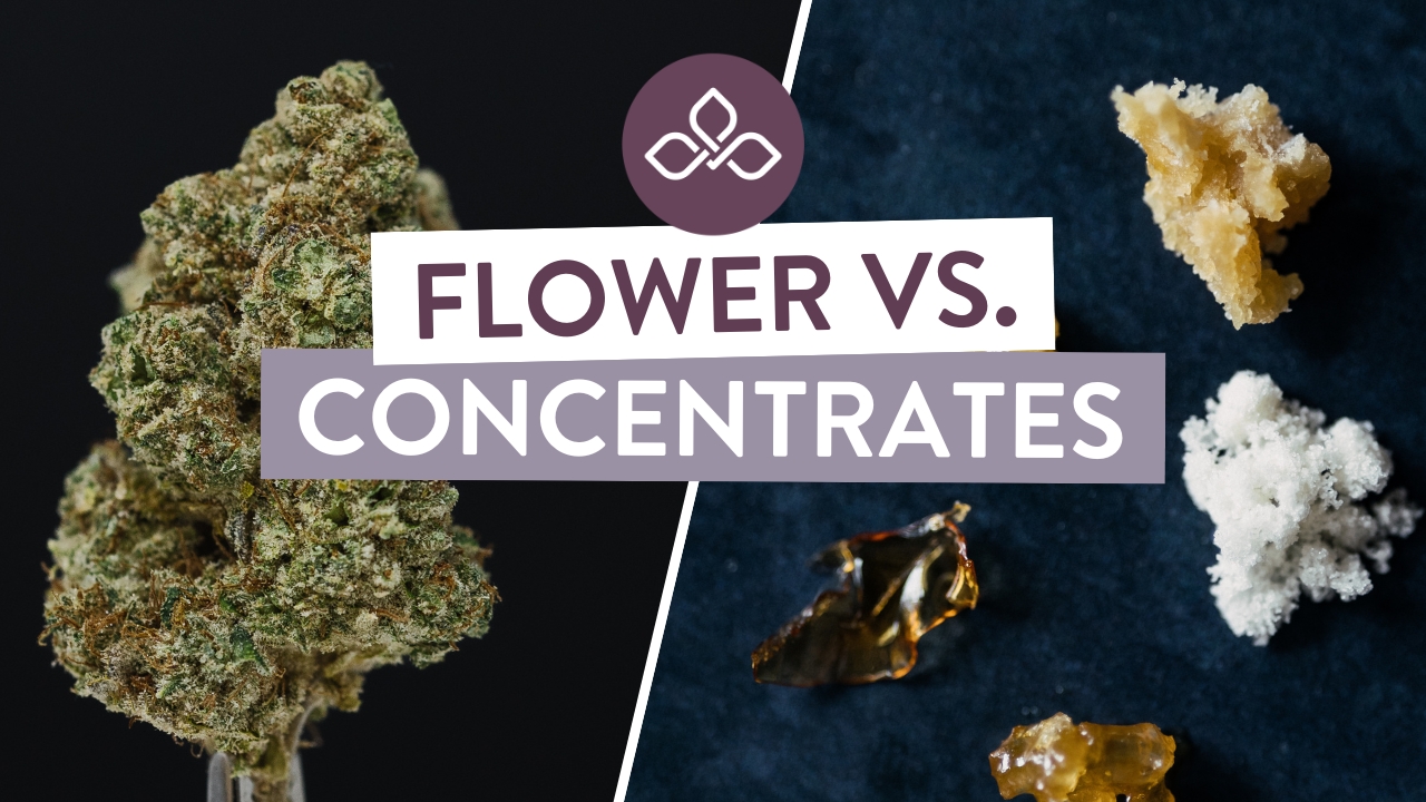 Cannabis Flower vs concentrates