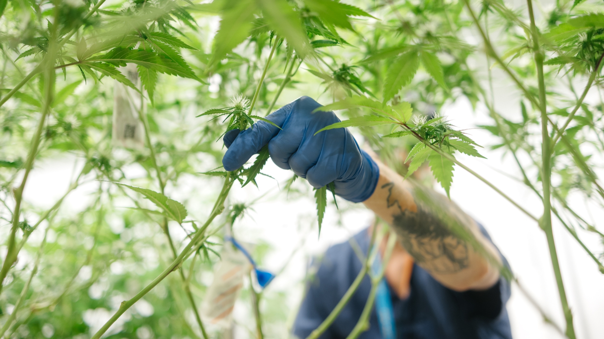 THC CBD and TAC explained medical cannabinoids