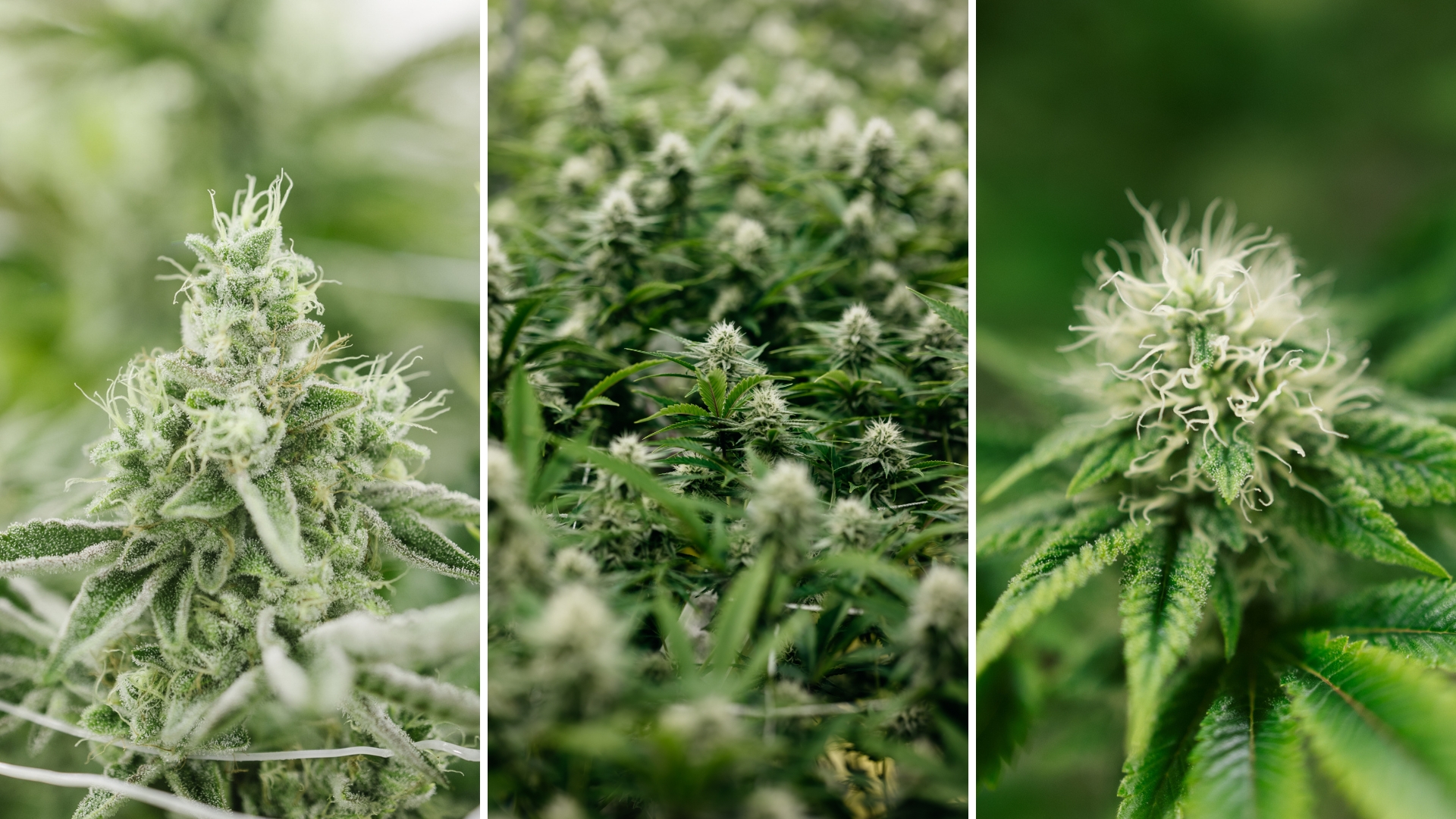 TAC CBD TAC working together