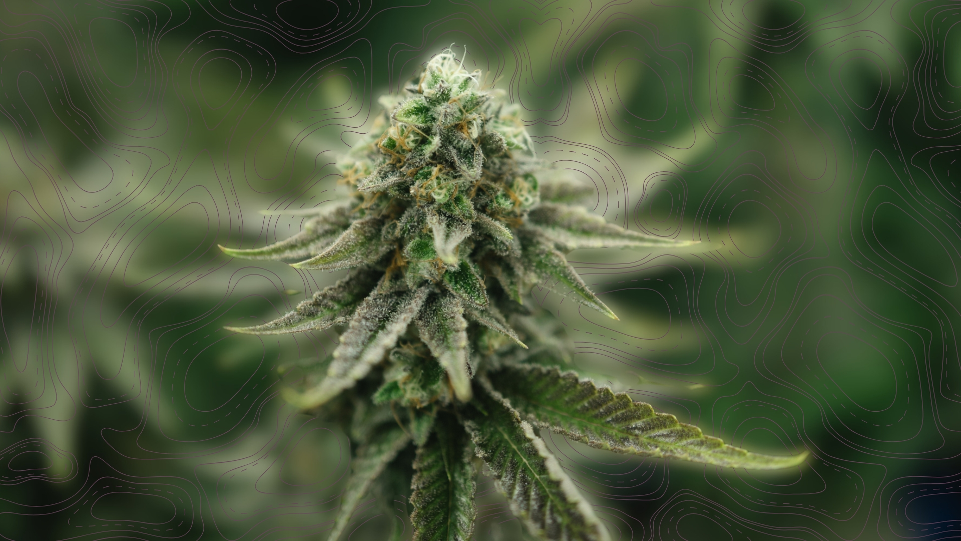 Top Medical Cannabis Strains for Relief: Effects, Benefits, and What Patients Should Know