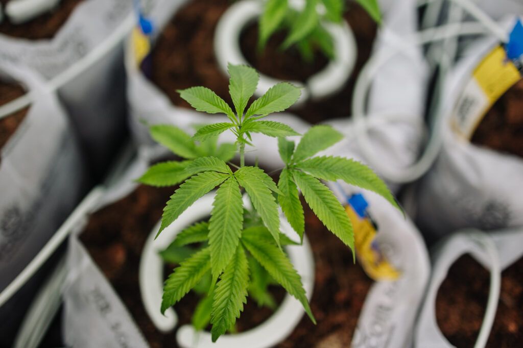 Sour Marker is a balanced Hybrid Cannabis strain grown by Central Harvest