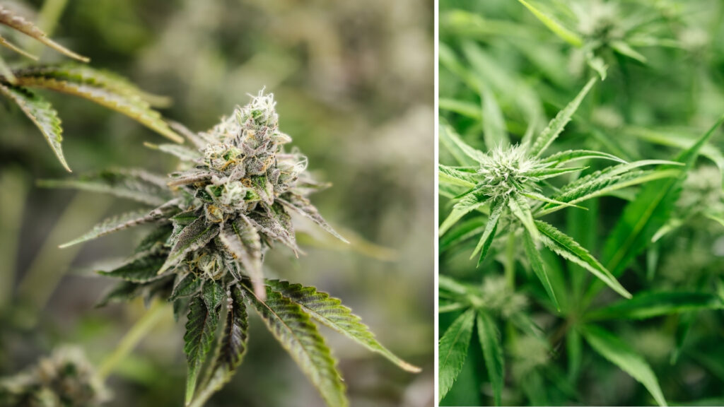 Sour Fritter Cannabis Strain