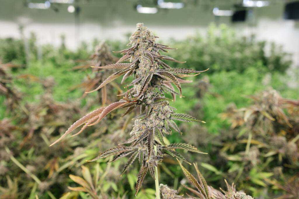 Sour Marker is a balanced Hybrid Cannabis strain grown by Central Harvest