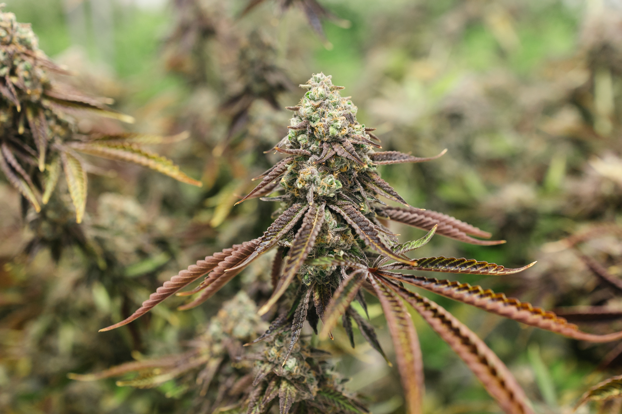 Sour Marker Hybrid Strain Central Harvest