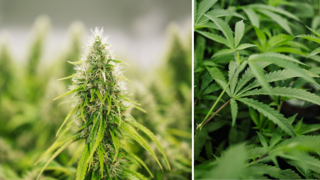 Super Silver Star Cannabis Strain