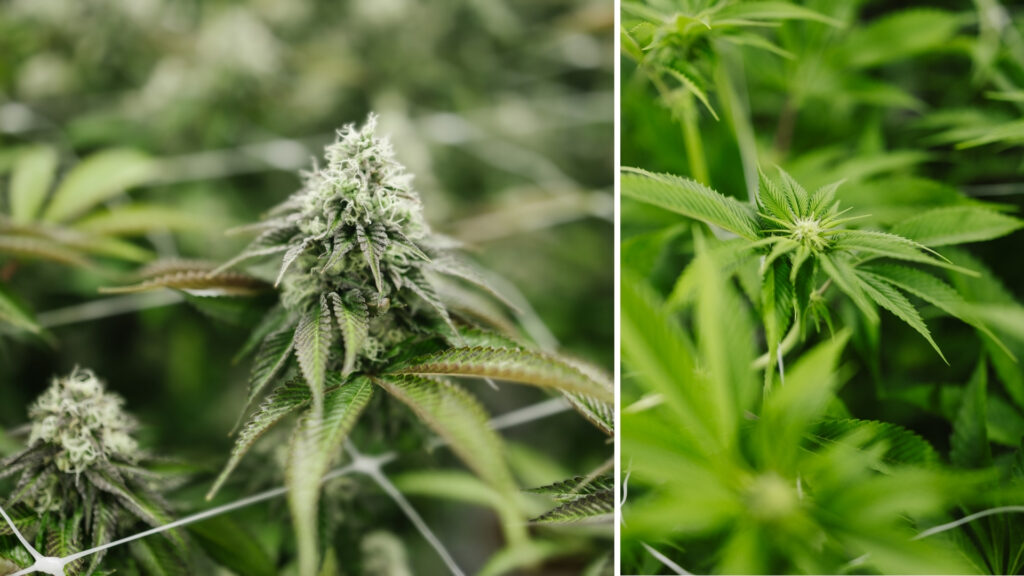 Tickle Burger Cannabis Strain