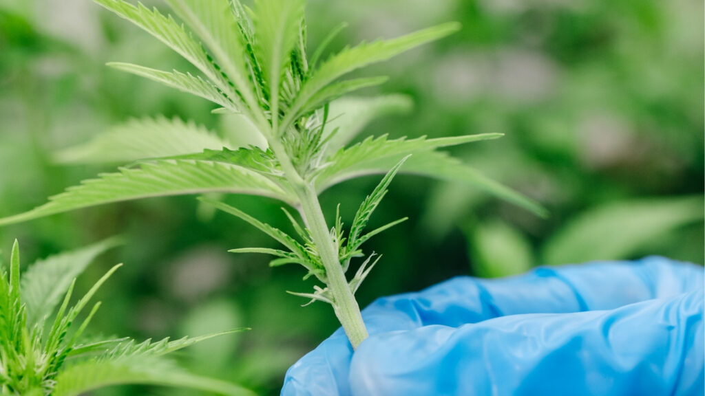 Falcon Berry Cannabis Strain