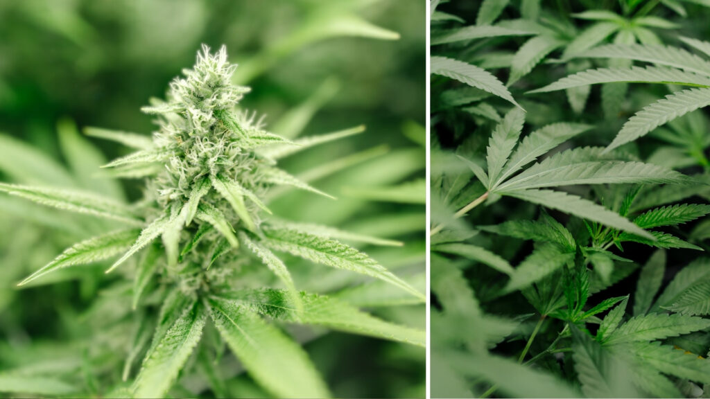 Planet of the Grapes Cannabis Strain