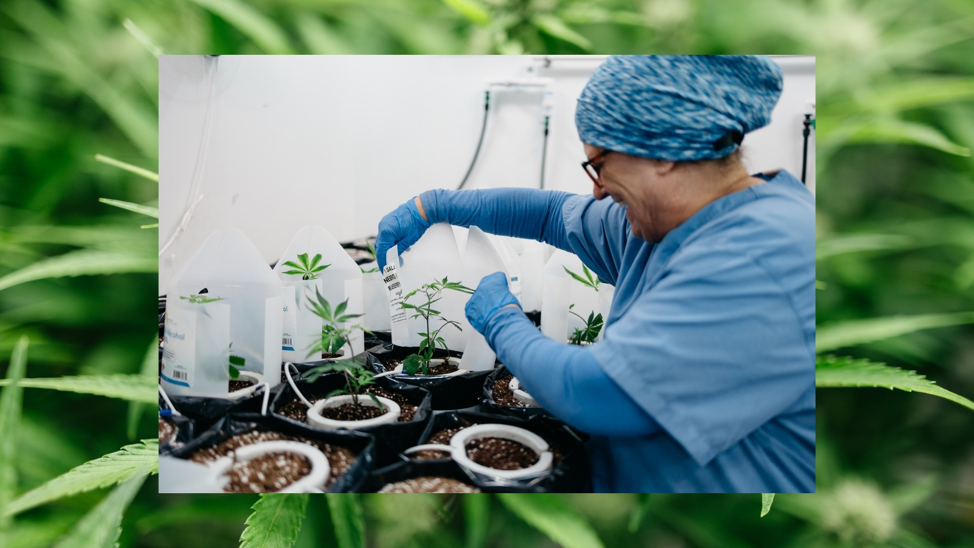 Medical cannabis products containing cannabinoids including THC, CBD, CBN, CBG, THCV, and CBC