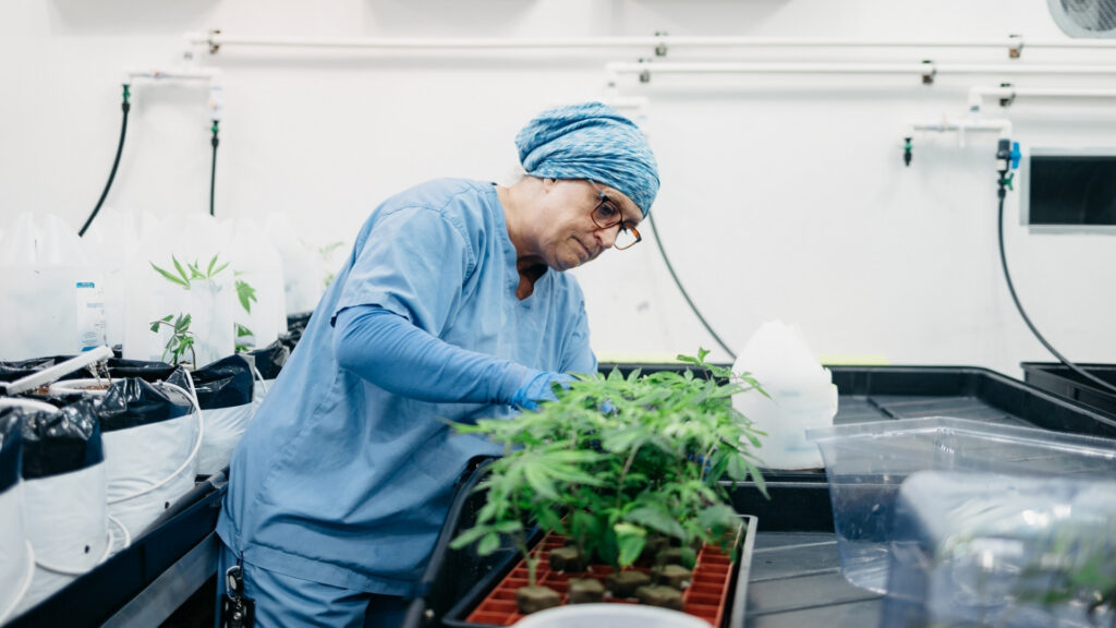 Cannabis Plant illustrating how different medical cannabis products enter and are absorbed by the body