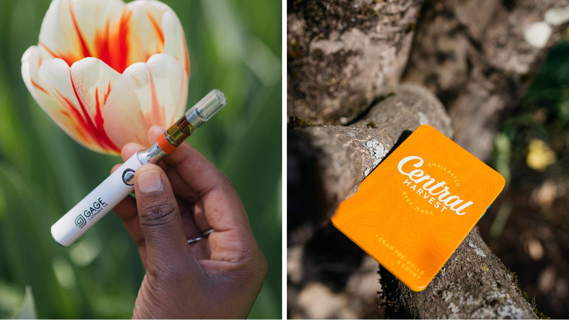 Collection of medical cannabis products showing different consumption methods