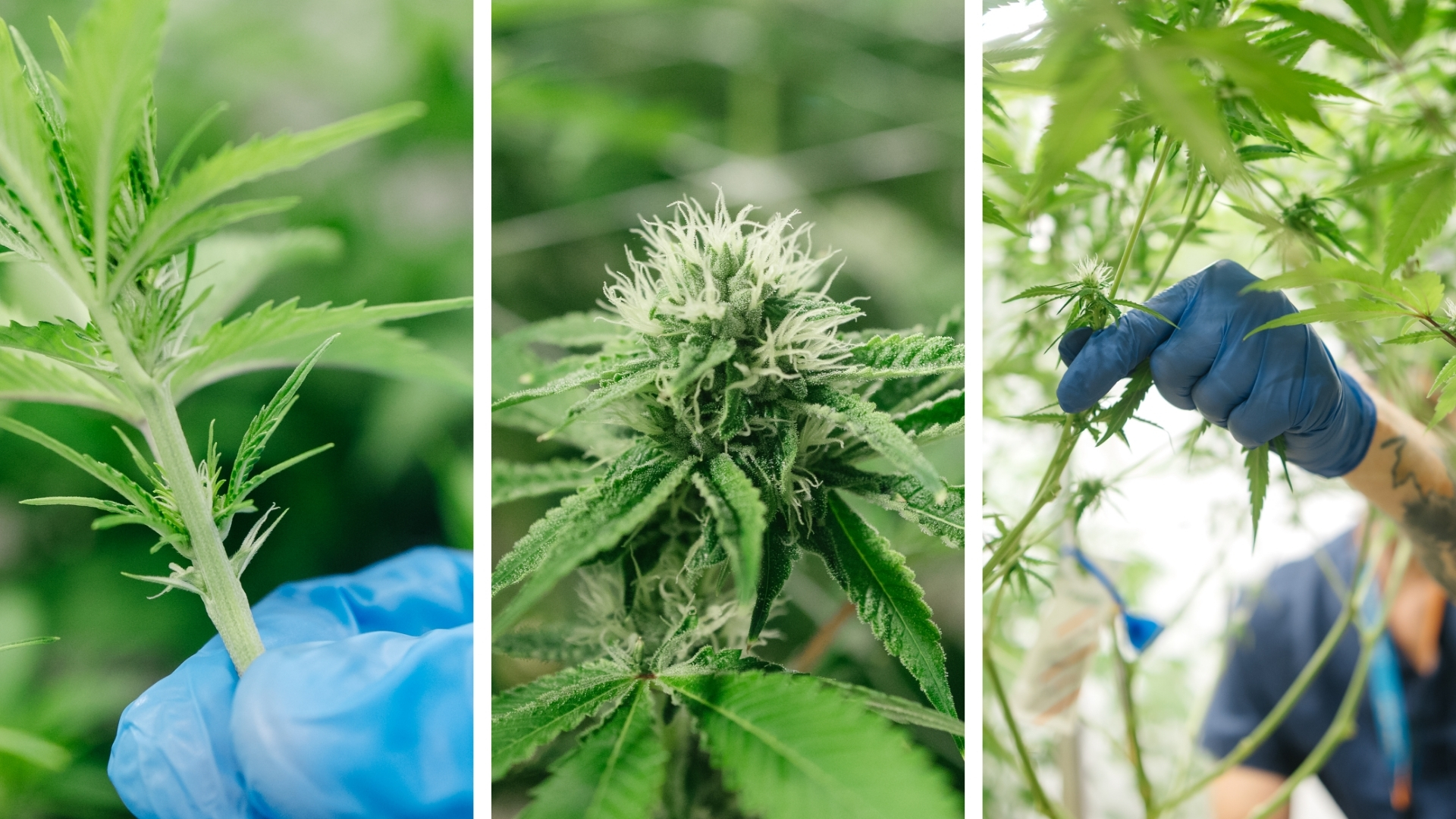 Close-up of a cannabis flower containing naturally occurring cannabinoids and terpene-rich trichomes