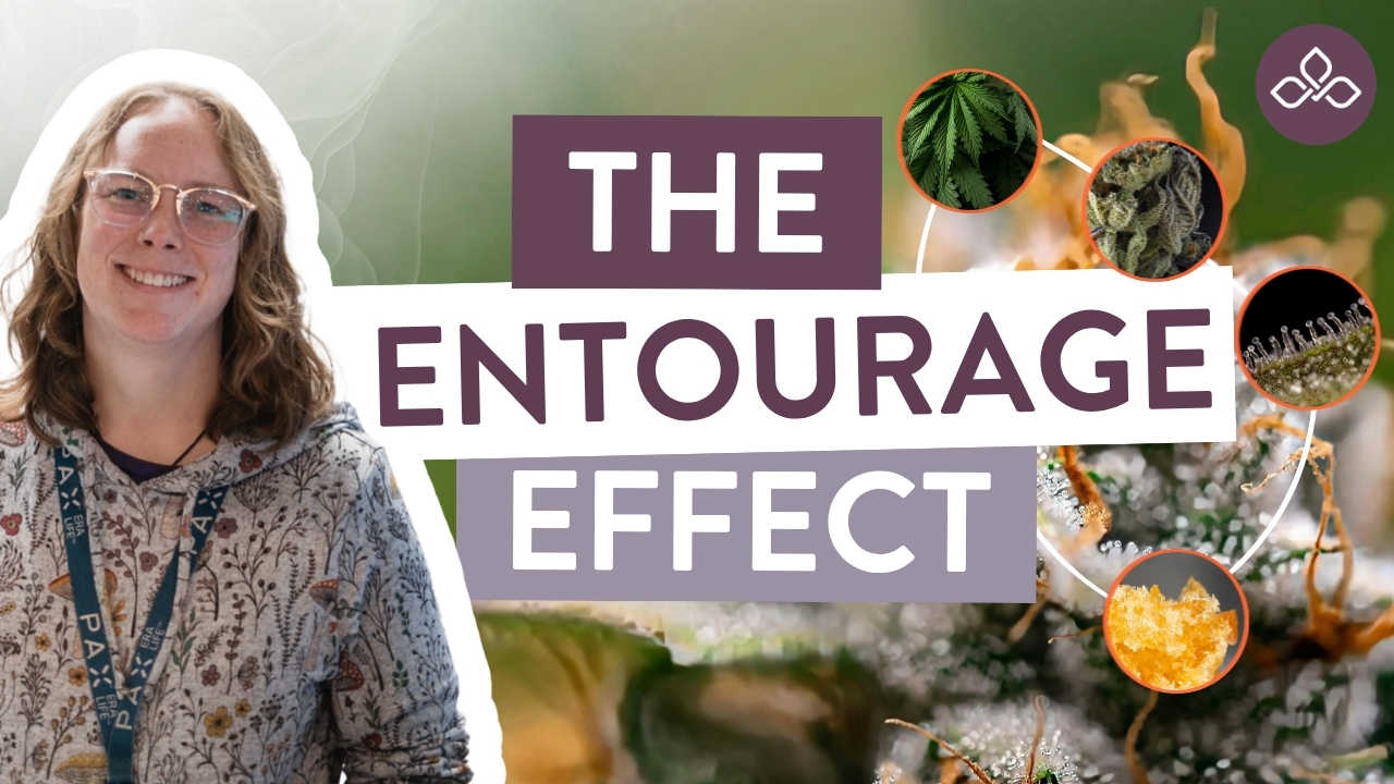 Entourage effect in medical cannabis showing cannabinoids and terpenes working together